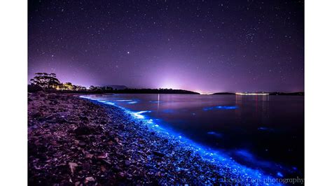 Bioluminescent Waves 2024 Movie Times - Lina Shelby