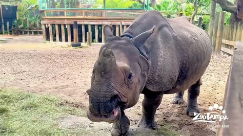 Animal Spotlight: Indian Rhino - Zoos - USA - Washington DC - National ...