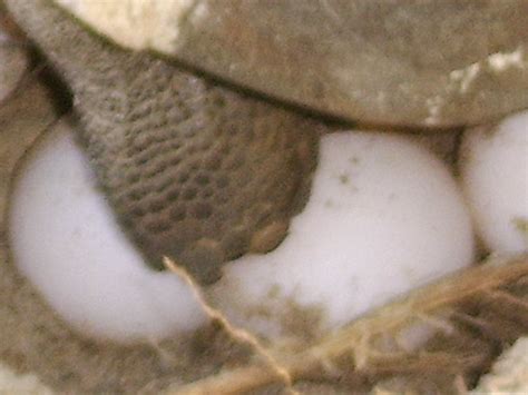 Gopher Tortoise Laying eggs | Flickr - Photo Sharing!