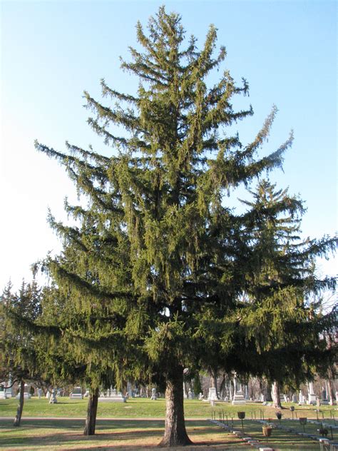 Norway Spruce (Picea abies) is a species of spruce native to Europe. It is also commonly ...