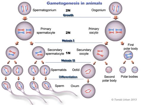 Gametogenesis