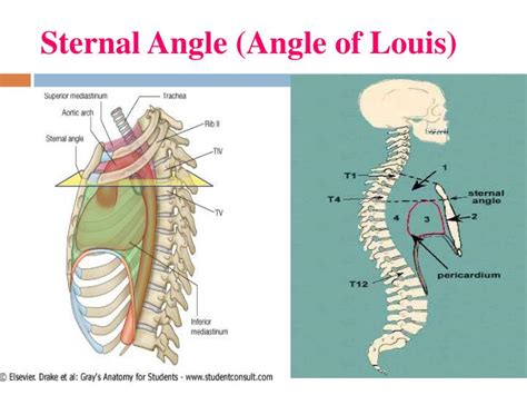 Sternal Angle Anatomy