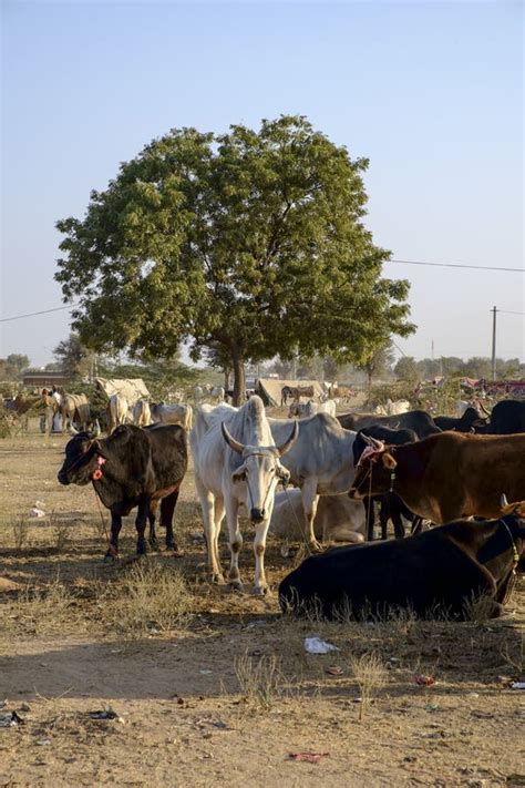 Nagaur Cattle Fair stock photo. Image of rajasthani, asia - 96748834