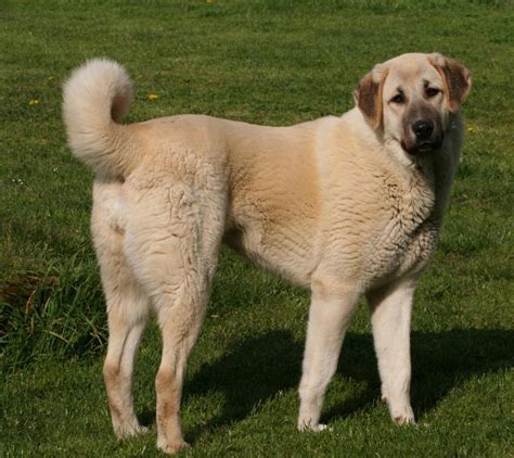 Great Pyrenees vs Central Anatolian Shepherd - Breed Comparison