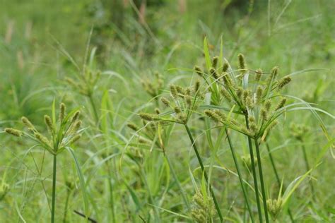 Yellow Nutsedge | LebanonTurf