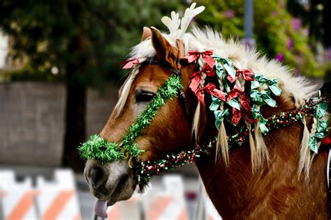 Christmas Horse Free Stock Photo - Public Domain Pictures