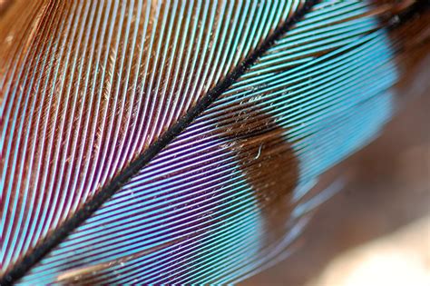 Blue Jay Feather | Steve Snodgrass | Flickr