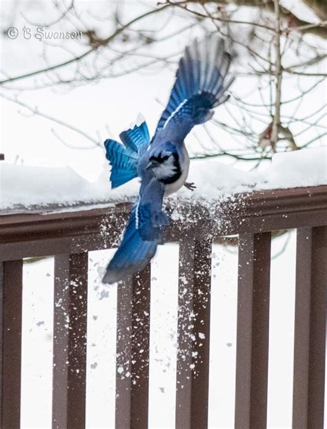 Pin by Debbie Watson on Birds of a Feather | Birds, Bird feathers, Blue jay