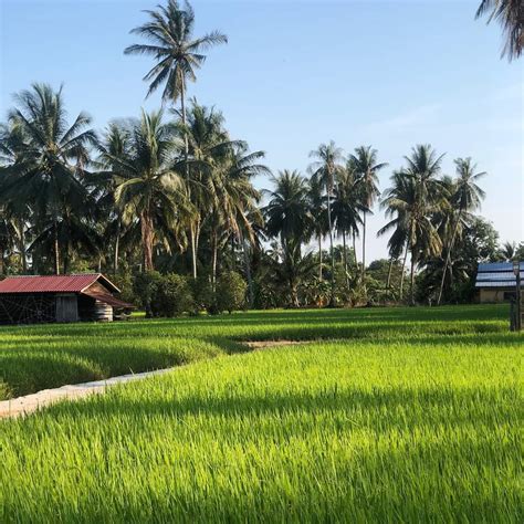 Gambar Sawah Padi Di Kampung - rexsder