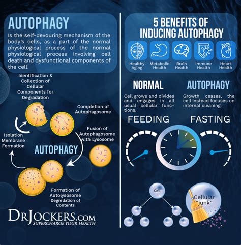 Autophagy: What is It and 8 Ways to Enhance It - DrJockers.com