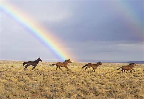 Leveled Reading Passage: The Wild Horses of North America (Easy) | RIF.org