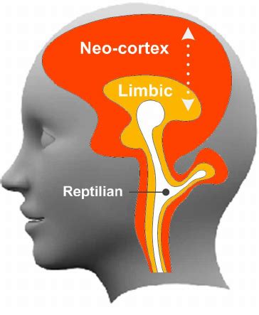 The Triune Brain formations | Download Scientific Diagram