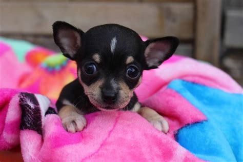 Female teacup chihuahua. Two sets of shots included. 9 weeks old and still weighs only 1 lb ...