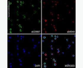 Anti-HLA-DR antibody [L243] (ab136320) | Abcam