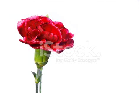 Red Carnations Isolated On White Stock Photo | Royalty-Free | FreeImages