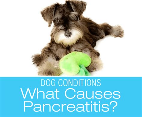 Canine Pancreatitis: Are fatty meals the only potential cause?