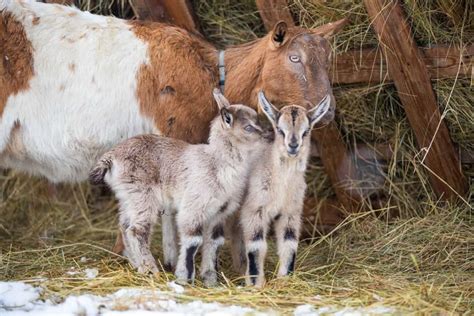 Gestation Period of Goats in India: Calendar and Calculator