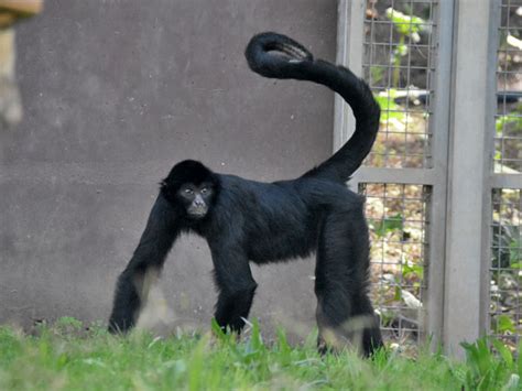 Ateles chamek / Peruvian spider monkey in Zoo Santo Inacio