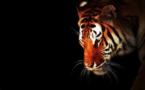 Download Animal Tiger HD Wallpaper