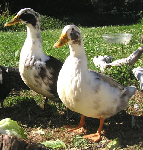 Ancona Duck Breed Information | Modern Farming Methods