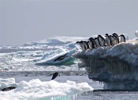 Found: A Secret Penguin Supercolony in Antarctica’s Danger Islands ...