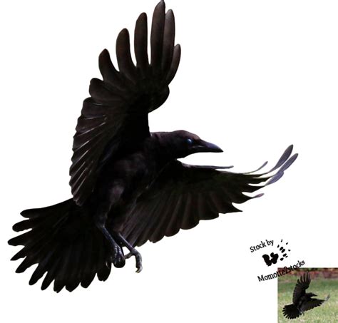 Free Flying Crow Png, Download Free Flying Crow Png png images, Free ClipArts on Clipart Library