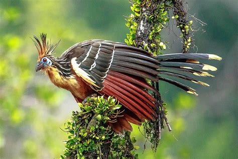 40 Hoatzin or Stinkbird Facts That You May Not Know | Owlcation