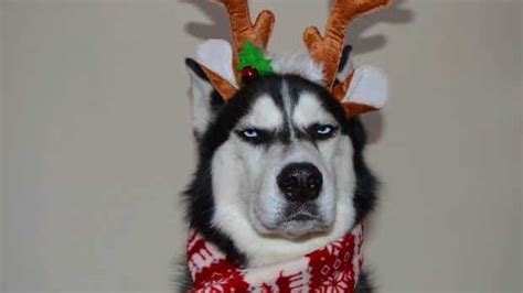 7 Signs Your Dog Might Be Annoyed With You