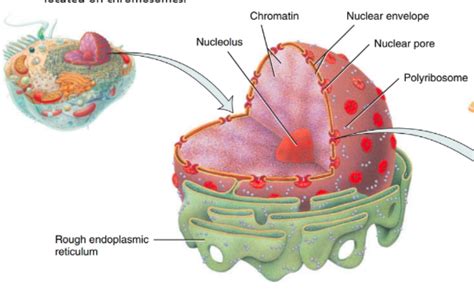 Chapter 3 - cellular level of organization Diagram | Quizlet