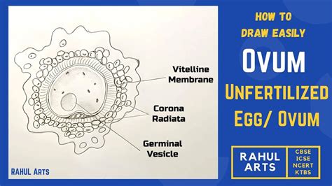 How to draw Unfertilized Egg/ Ovum | Biology diagrams, Science diagrams, Drawings