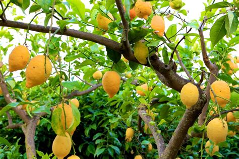 Lemon tree 2 Free Photo Download | FreeImages