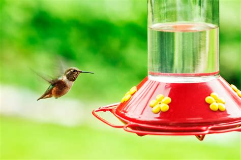 3 Tips for Placing Your Hummingbird Feeder