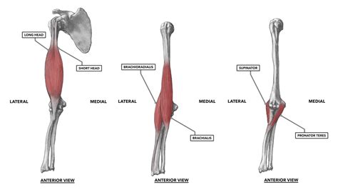 CrossFit | Elbow Musculature, Part 1: Anterior Flexors