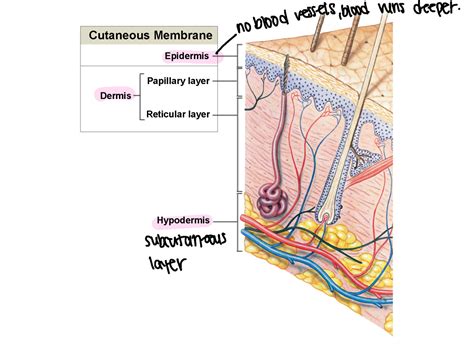 Cutaneous Membrane Anatomy - PLN 103 - noblood vessels blood nuns ...