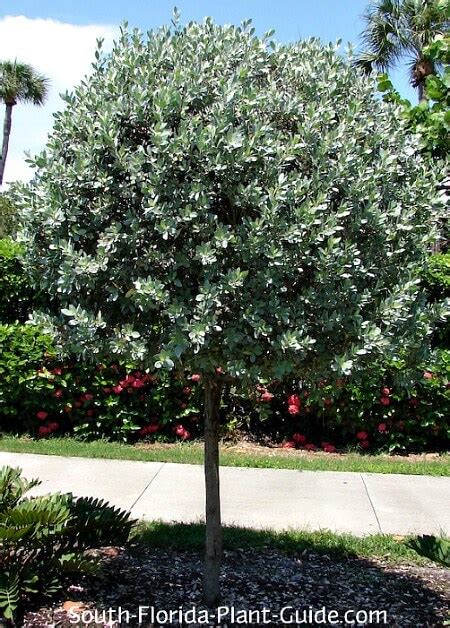 Silver Buttonwood Unbuttons Dark Florida Landscapes - ArtisTree ArtisTree