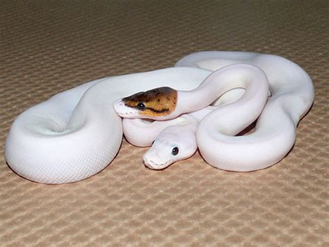 Pin on Ball python morphs