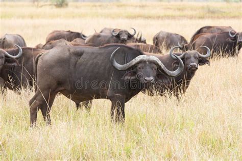 African buffalo herd stock image. Image of leader, wild - 46569279