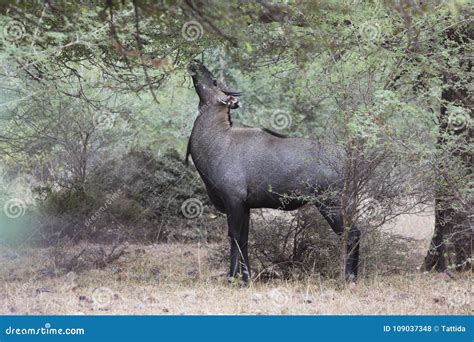 Nilgai, Blue Bull Antelope at Keoladeo Ghana National Park, Wetlands Birds Sanctuary, India ...