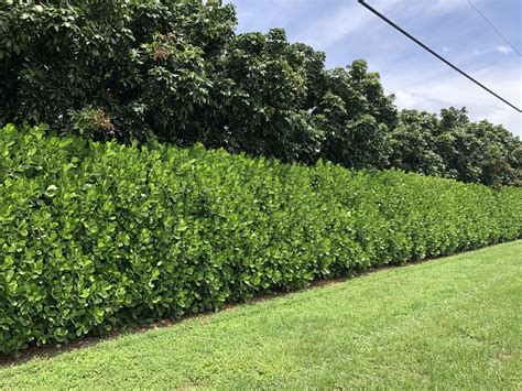 Fence Covering Plants For Florida