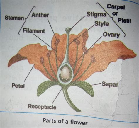 16+ Male Parts Of A Flower Labeled Pics | Diagram Printabel