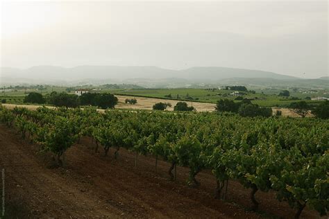 "Landscape Of Vineyards" by Stocksy Contributor "Miquel Llonch" - Stocksy