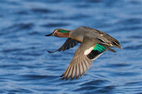 Top 5 Migratory Birds in India - India Bird Watching