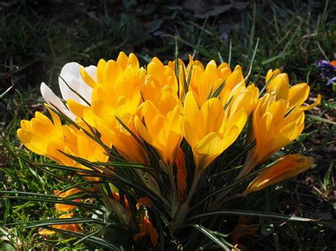 Free photo: Crocus, Flower, Spring, Bühen - Free Image on Pixabay - 1061679