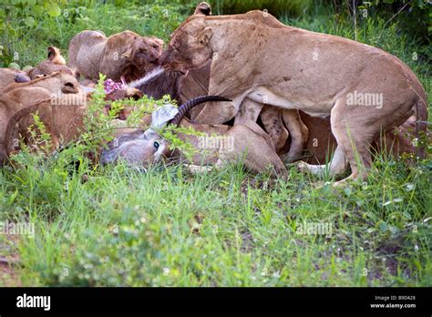 Lion family eating their prey Stock Photo - Alamy