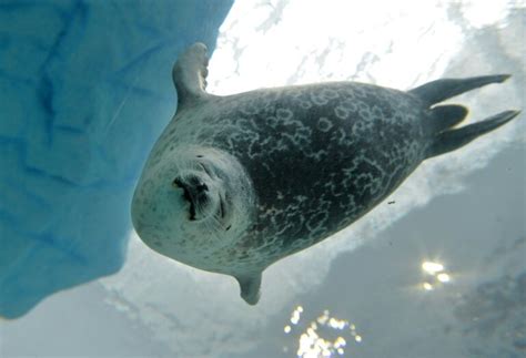 Climate change forces Arctic animals to shift feeding habits: study