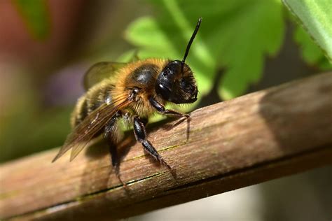 Andrena scotica ... Chocolate Mining Bee | A very amiable ch… | Flickr