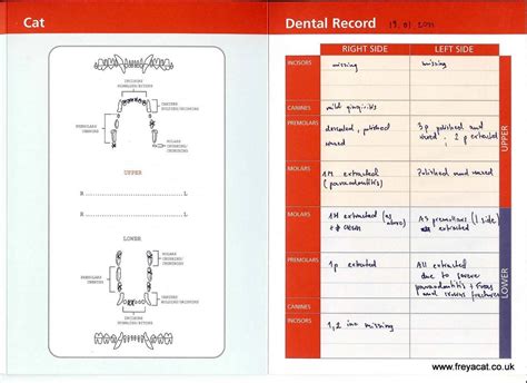 cat dental chart age - Ulysses Ashley