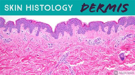 Skin Histology: DERMIS (the Epidermis can't live without it!) - YouTube