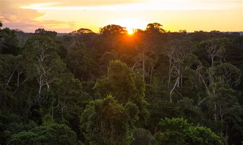 Protecting the Peruvian Amazon | Stories | WWF