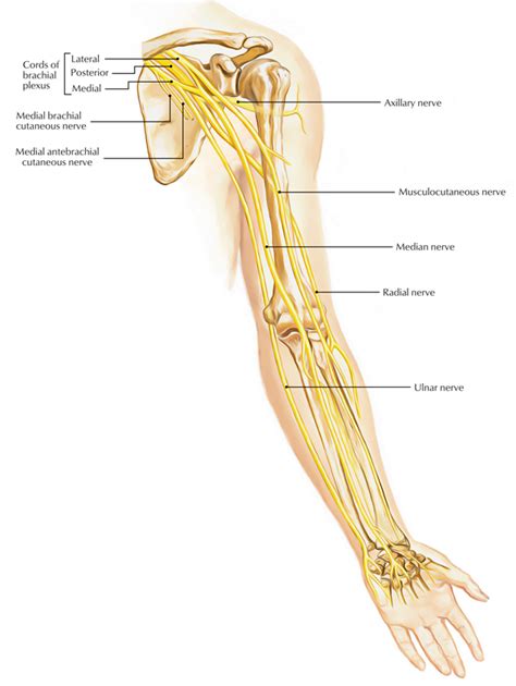 Brachial Plexus Nerve Branches